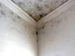 Best Real Estate Mold Inspection in La Vernia, TX