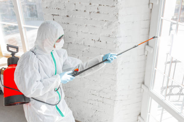 Reliable La Vernia, TX Mold Removal Solutions