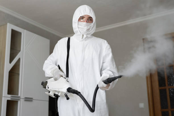 Best Black Mold Removal in La Vernia, TX