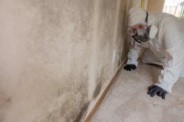 Why You Should Choose Our Mold Remediation Services in La Vernia, TX