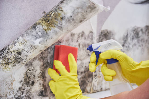 Best Mold Prevention Services in La Vernia, TX